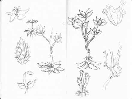 440x330 Daisy Flower Pencil Drawing, Plant Sketches