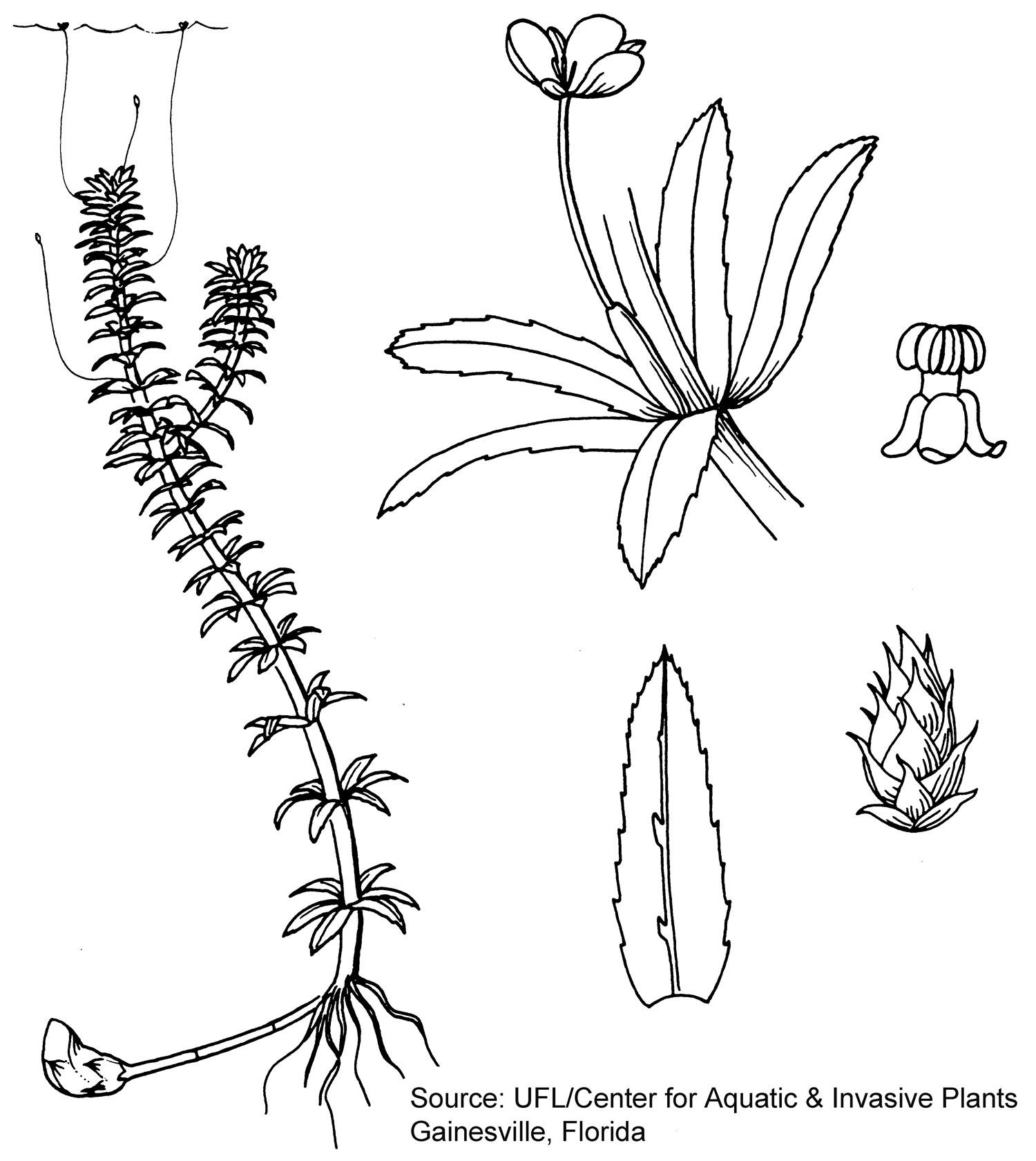 1500x1680 Hydrilla Description