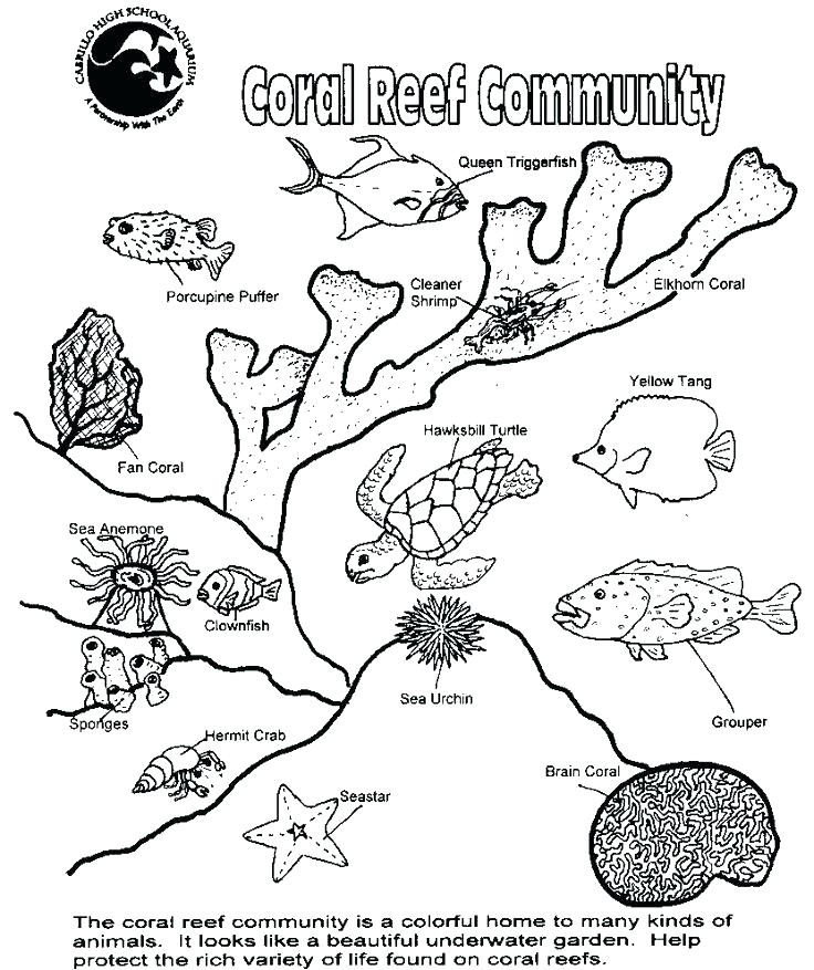 736x877 Awesome Coral Reef Coloring Page New Breathtaking R On Aquatic