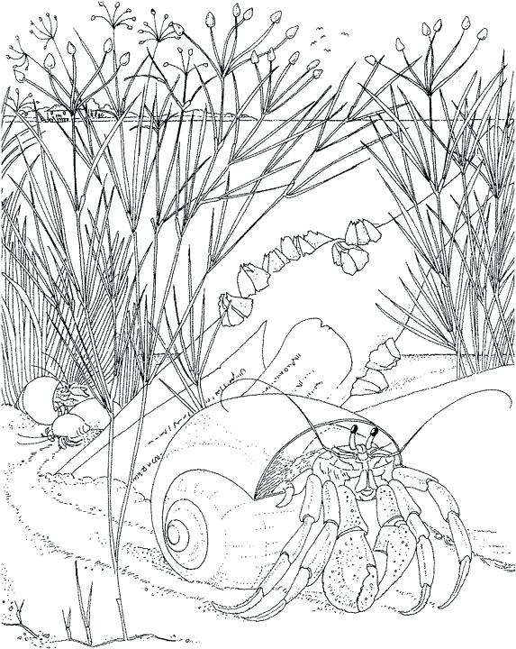 573x720 Ocean Scene Coloring Page Like This Item Underwater Ocean Scene