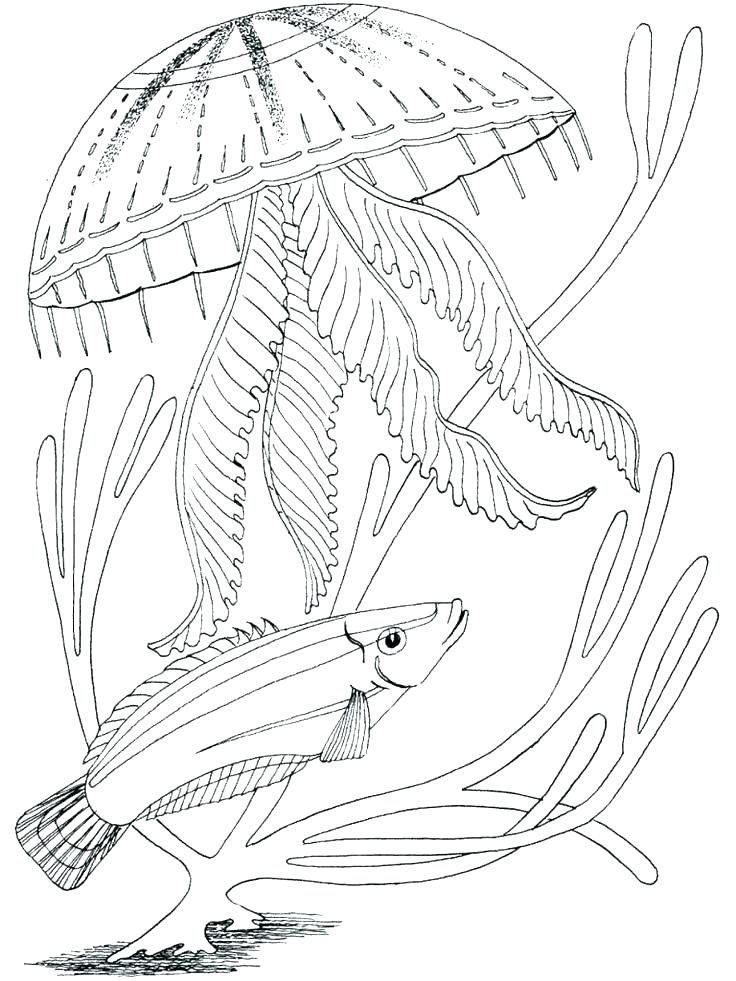 736x981 Ocean Scene Coloring Page Printable Ocean Coloring Pages Plus Free
