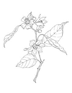 236x302 Cocoa Beans Drawing