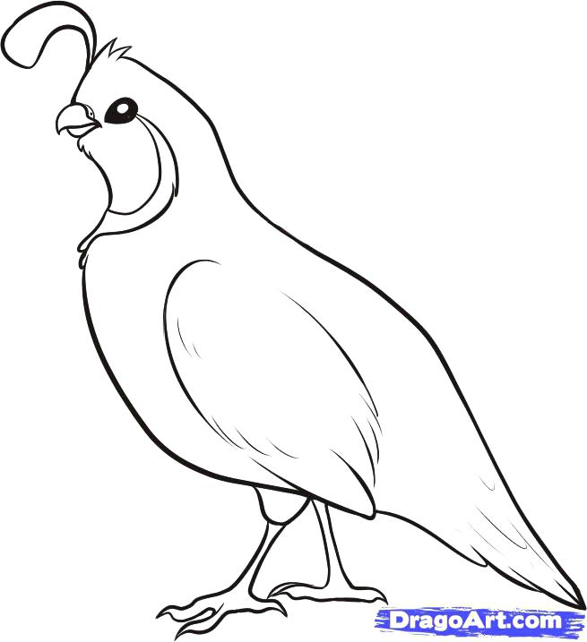 655x717 Quail Coloring Page How To Draw A Quail Step 4 California Valley
