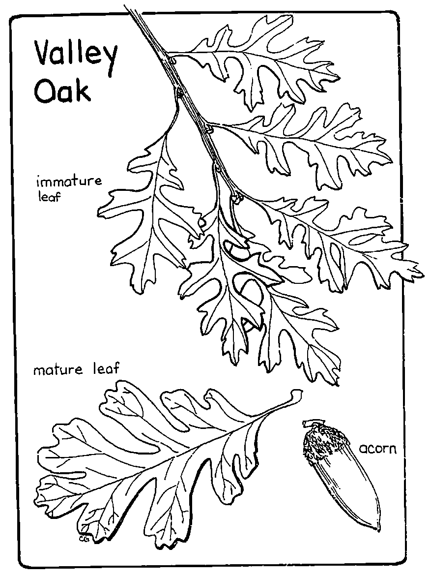 875x1173 Valley Oak Leaves Coloring Page