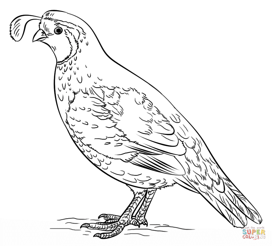 909x824 California Valley Quail Coloring Page Free Printable Coloring Pages
