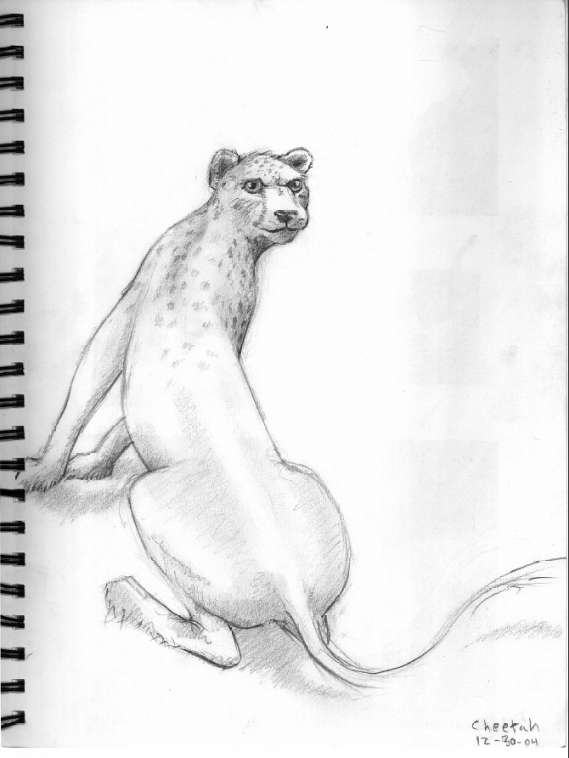 569x758 Drawing Animals