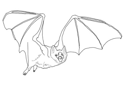 480x336 Common Vampire Bat Coloring Page Free Printable Coloring Pages
