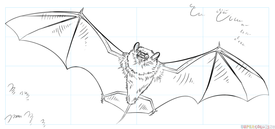 900x423 How To Draw A Realistic Bat Step By Step Drawing Tutorials