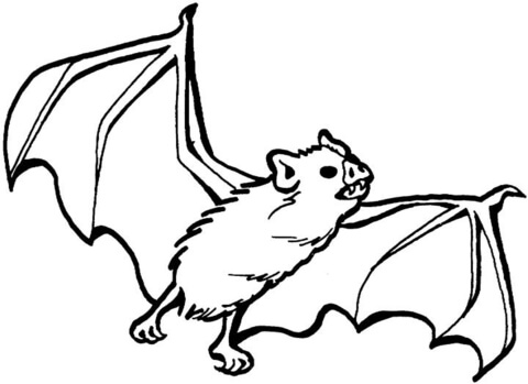 480x349 Vampire Bat Coloring Page Free Printable Coloring Pages