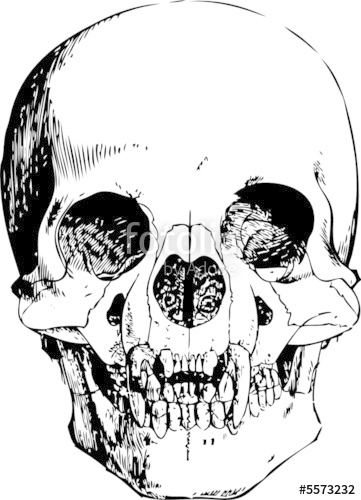 361x500 Vector Vampire Skull Illustration Stock Image And Royalty Free