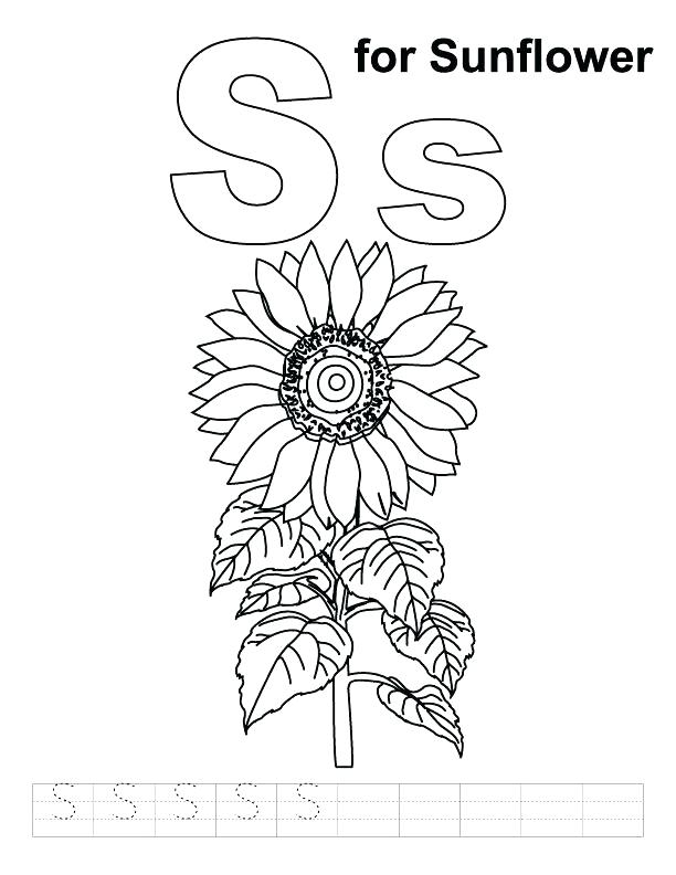 612x792 Perfect Vincent Van Gogh Coloring Pages Fee Sunflower S For Page