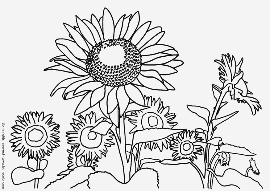 875x620 Coloring Page Sunflowers