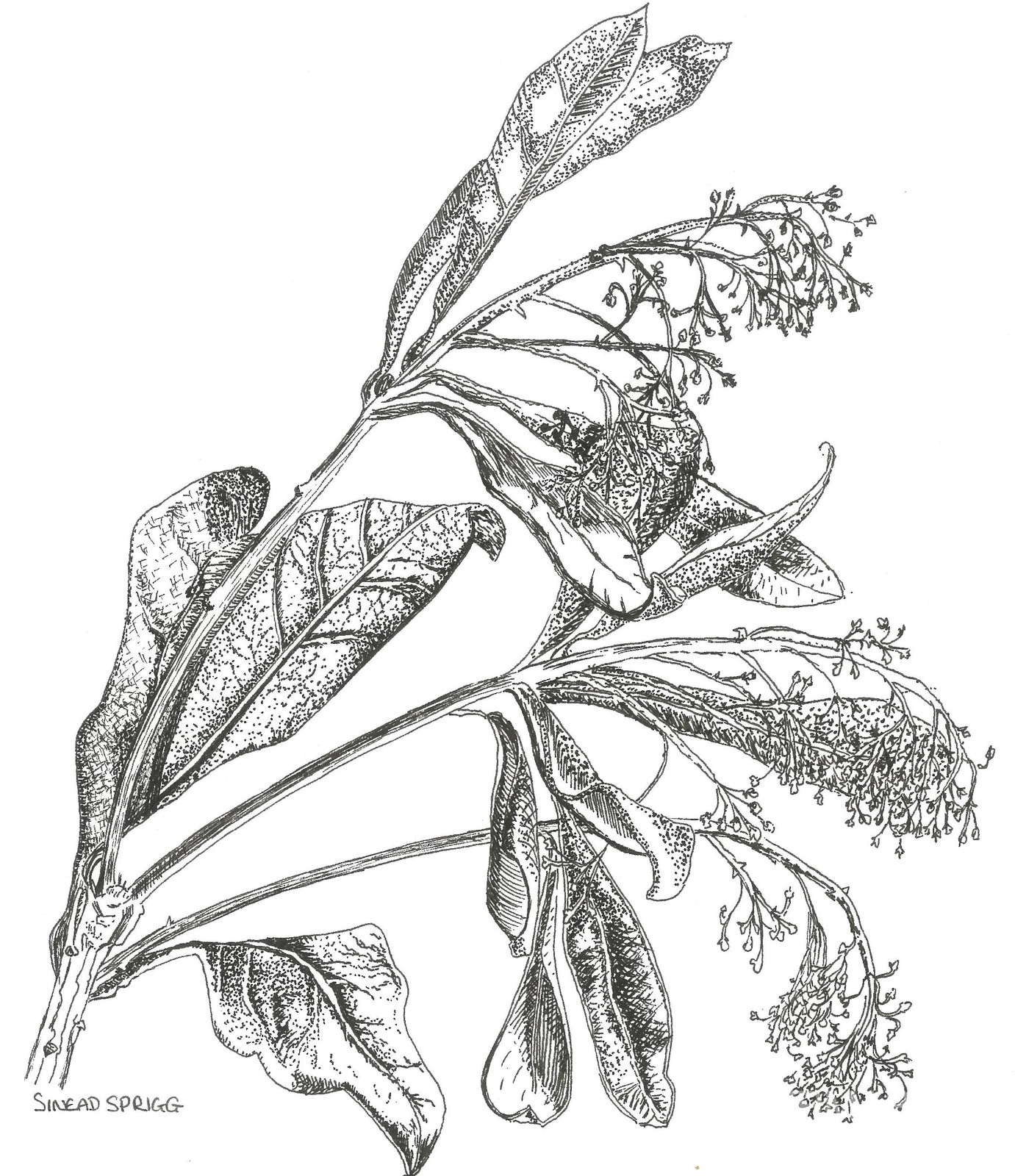 1381x1600 Custom Illustrations Canada Vancouver Illustration Shop