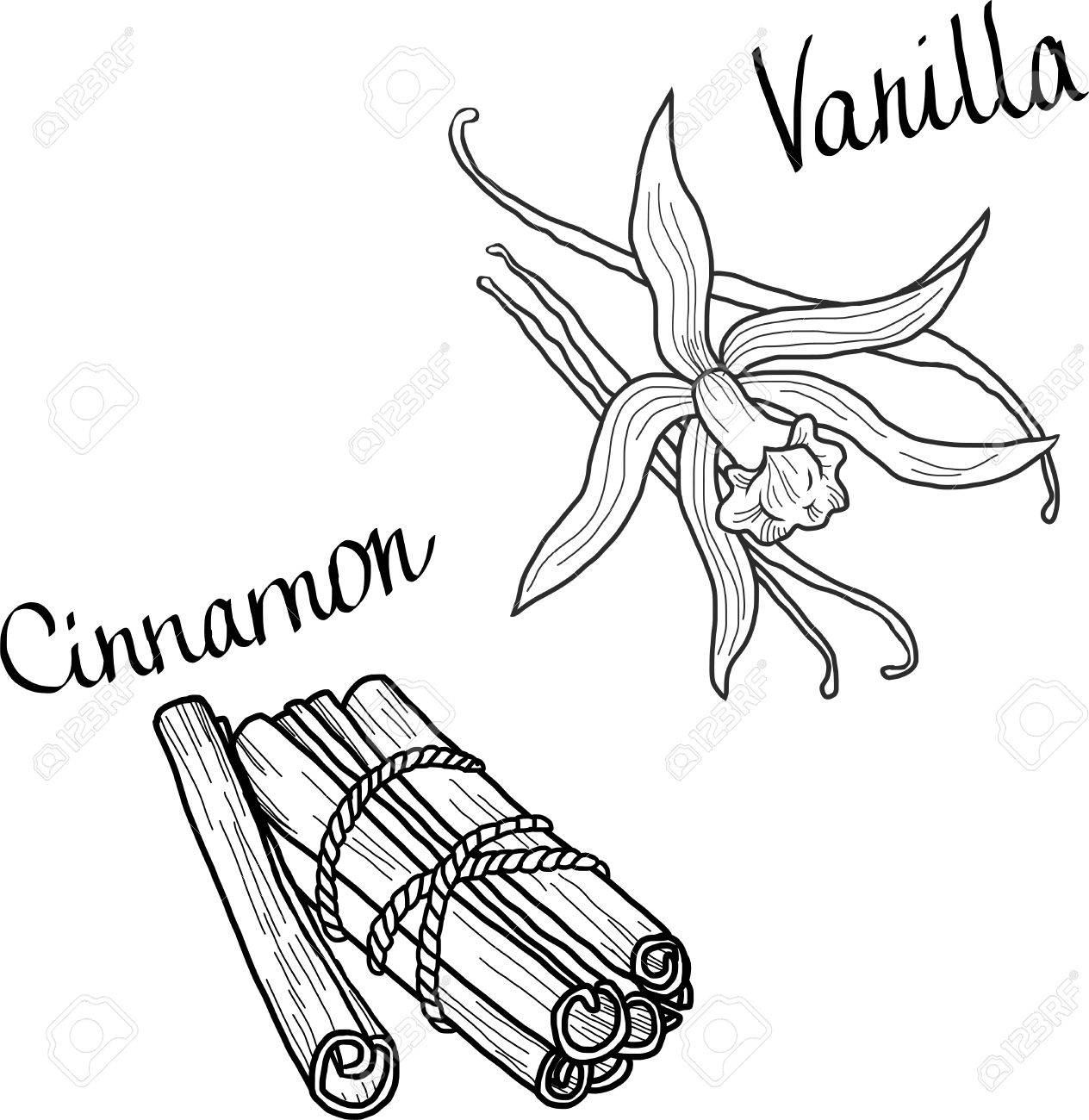 1264x1300 Vanilla And Cinnamon, Vector Spice Set, Hand Drawn Vector Elements