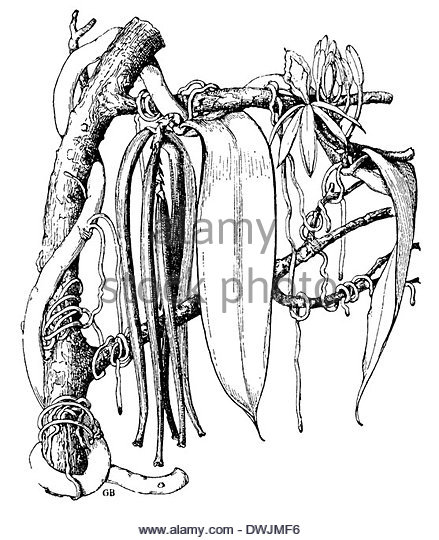 439x540 Vanilla Black And White Stock Photos Amp Images