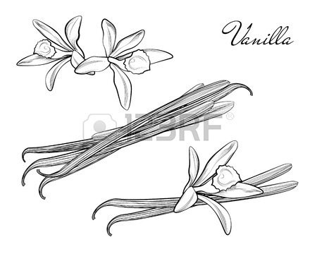 450x360 Vanilla Flower And Bean Stick Drawing. Royalty Free Cliparts