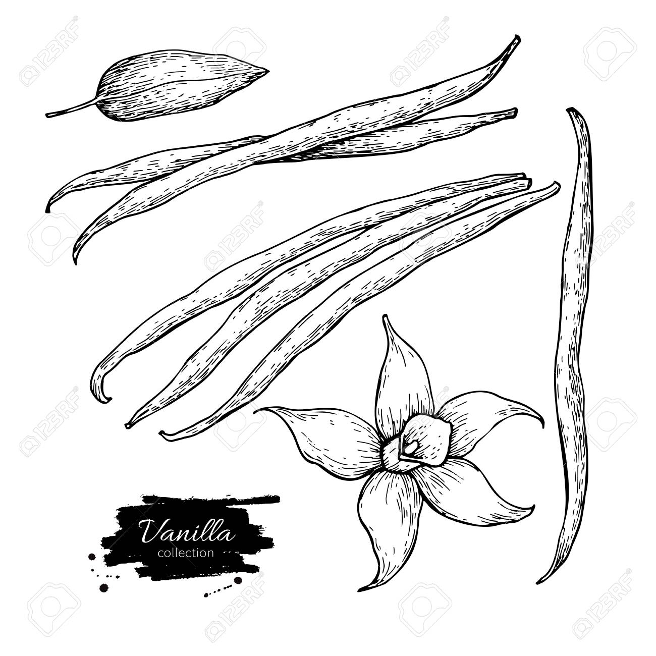1300x1300 Vanilla Flower And Bean Stick Vector Drawing Set. Hand Drawn