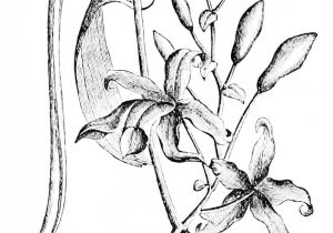 300x210 Vanilla Flower Drawing