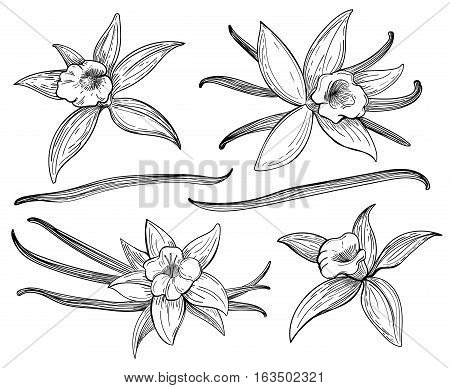 450x388 Vanilla Images, Illustrations, Vectors