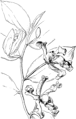 309x480 Vanilla Pfaviana Orchid Coloring Page Free Printable Coloring Pages