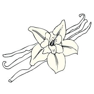 312x312 Vanilla Flavoured Black Tea The Bean Shop