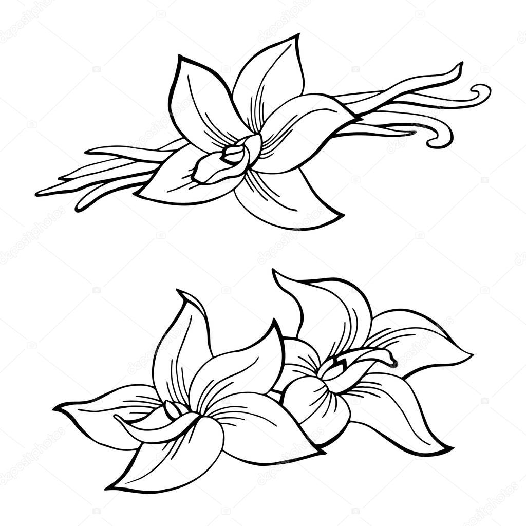 1024x1024 Vanilla Pod Flower Graphic Black White Isolated Sketch