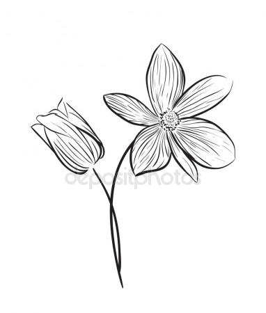 382x450 Vanilla Pods Or Sticks Hand Drawing Sketches Isolated On White