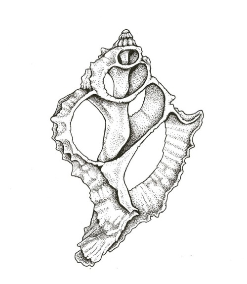 500x573 Drawing Of Seashells Tumblr