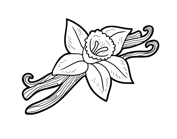 600x470 Dibujo De Un Vainilla Para Pintar, Colorear O Imprimir. Colorea