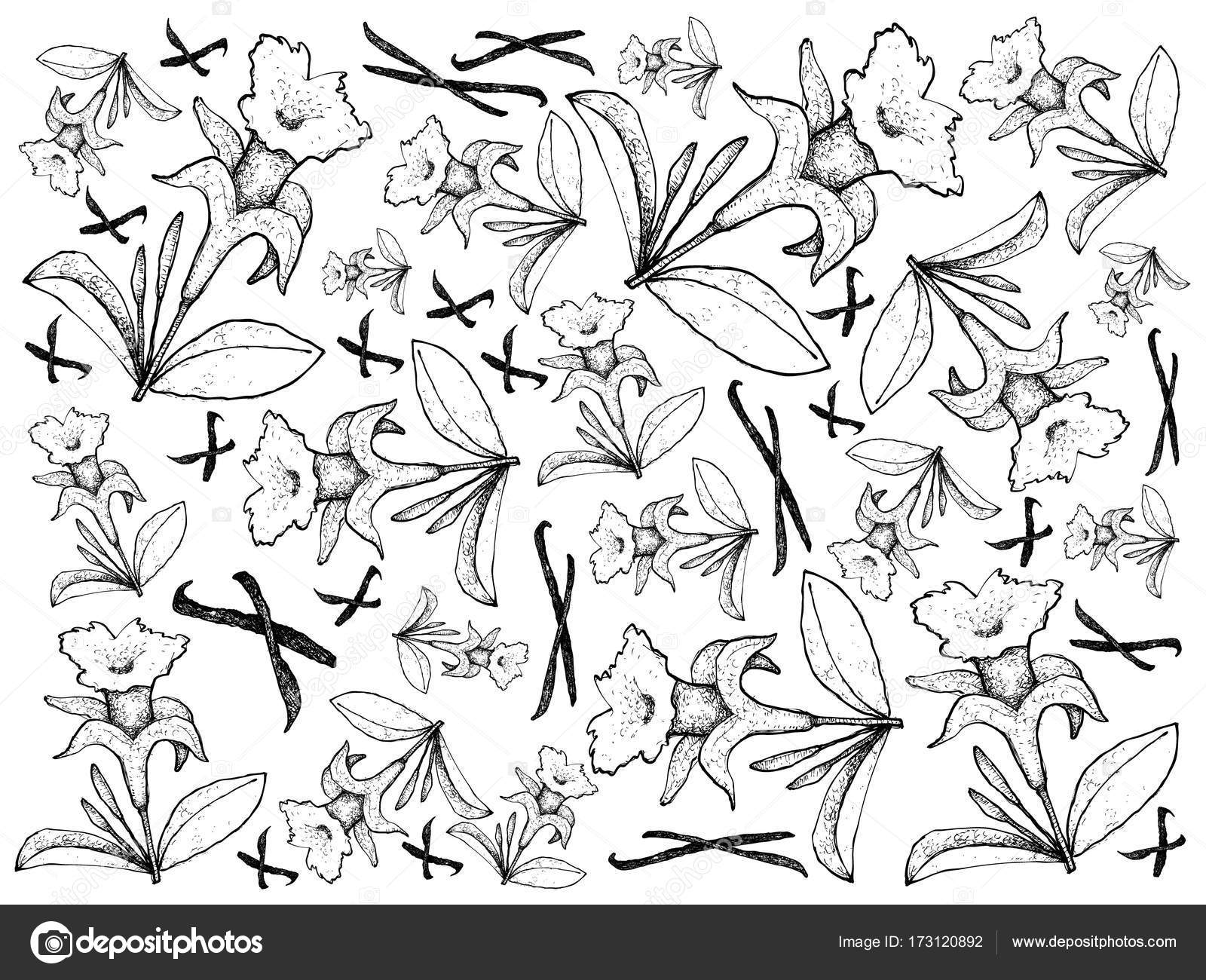 1600x1300 Hand Drawn Of Vanilla Flowers And Pods Background Stock Photo