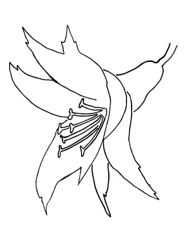 371x480 Orchid Flower Coloring Page Free Printable Coloring Pages