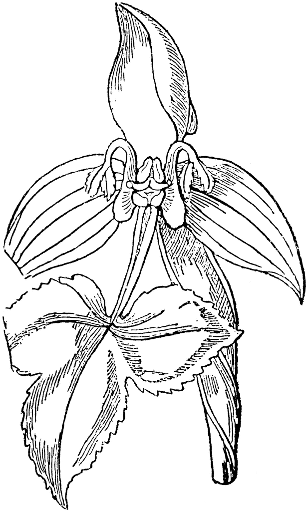 615x1024 Orchid Clipart Black And White