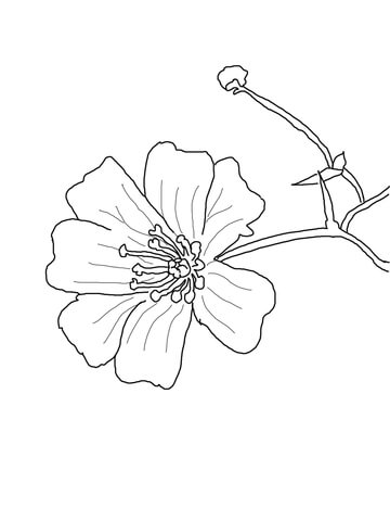 360x480 Baby's Breath Flower Coloring Page Free Printable Coloring Pages