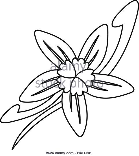 481x540 Vanilla Bean Stock Vector Images