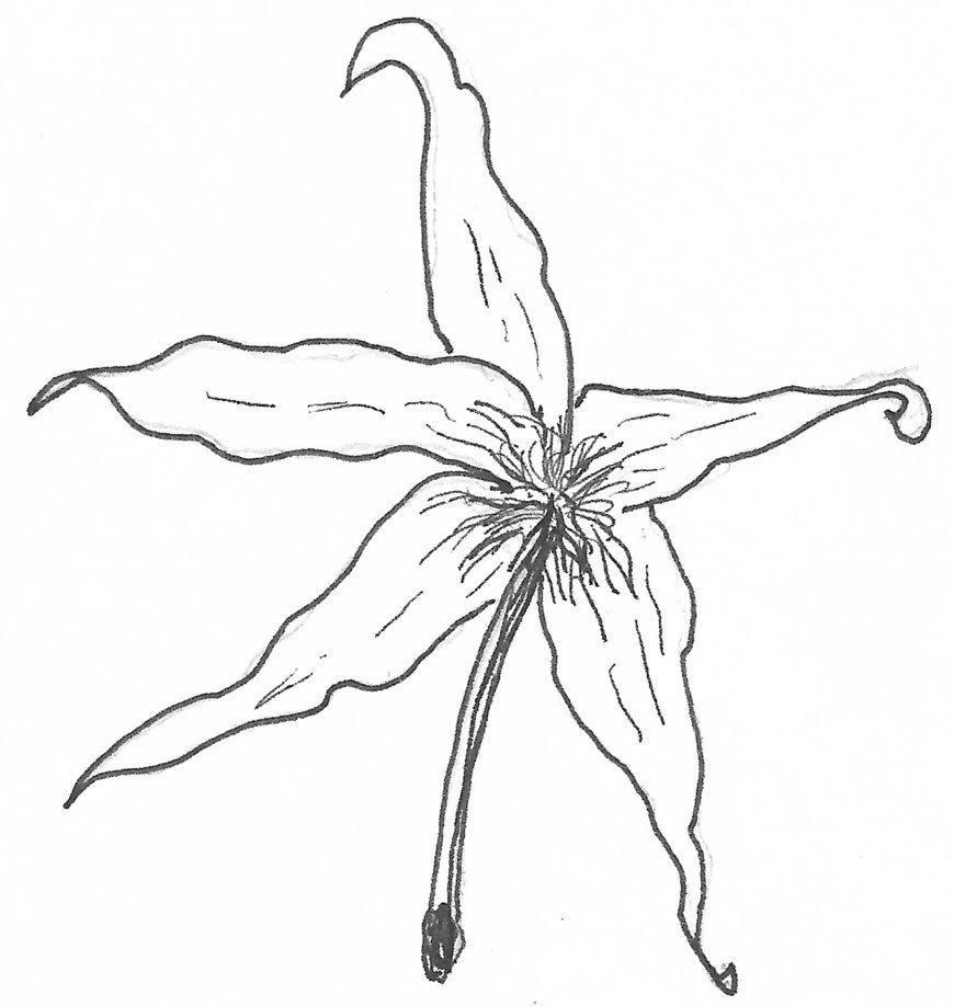 870x918 Vanilla Flower By Korneliasan