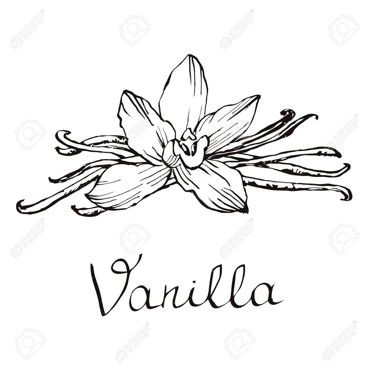 1300x1300 Vanilla Flowers Beans Royalty Free Cliparts, Vectors,