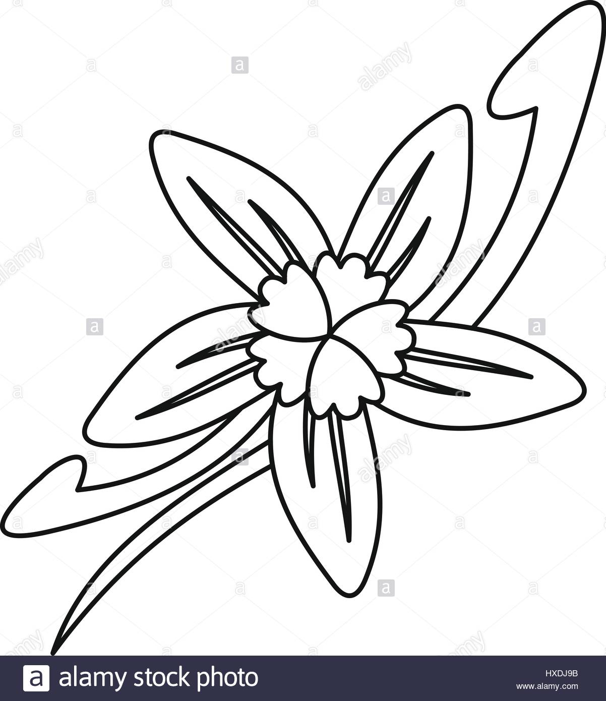 1202x1390 Vanilla Flower Icon, Outline Style Stock Vector Art Amp Illustration