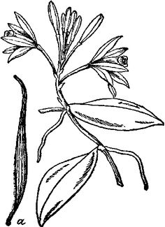 236x325 Vector Image Of The Silhouettes Of The Wildflowers And Bird