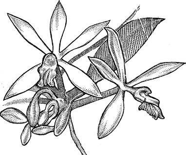 382x320 Your Passion For Fancy Vanilla Ice Cream Is Creating World Wide