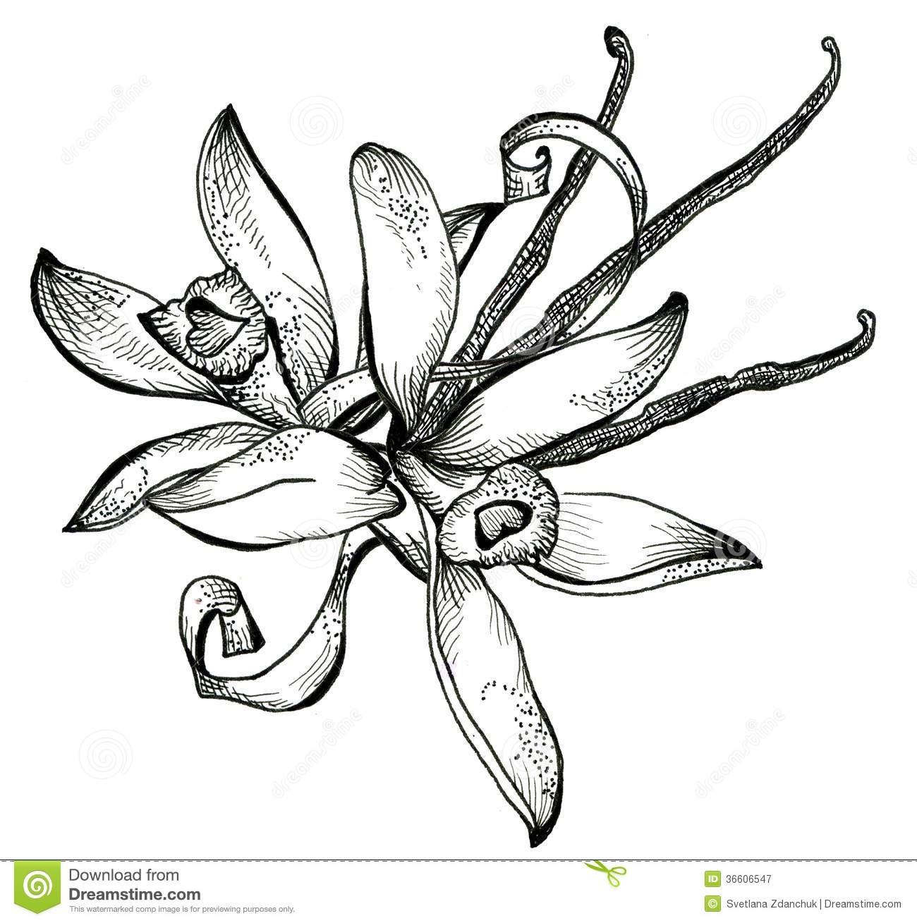 1300x1309 Flower Sketch Bouquet Royalty Free Stock Photography
