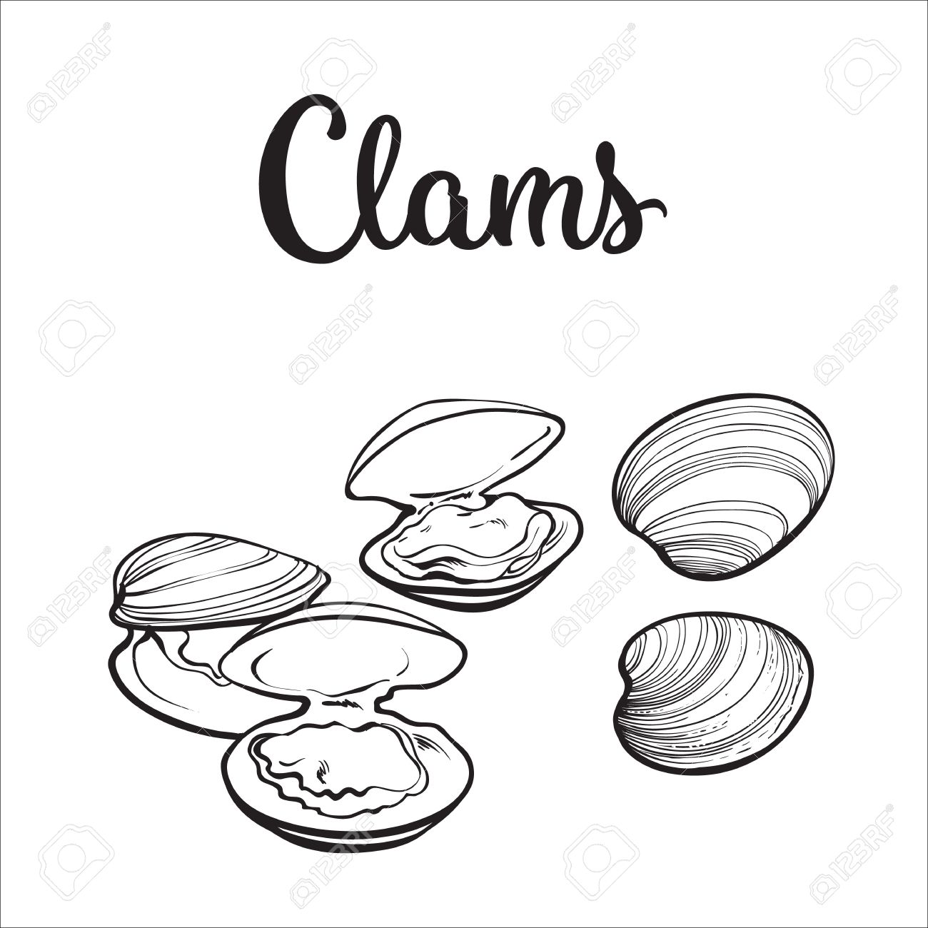 1300x1300 Clams, Mussels, Seafood, Sketch Style Vector Illustration Isolated