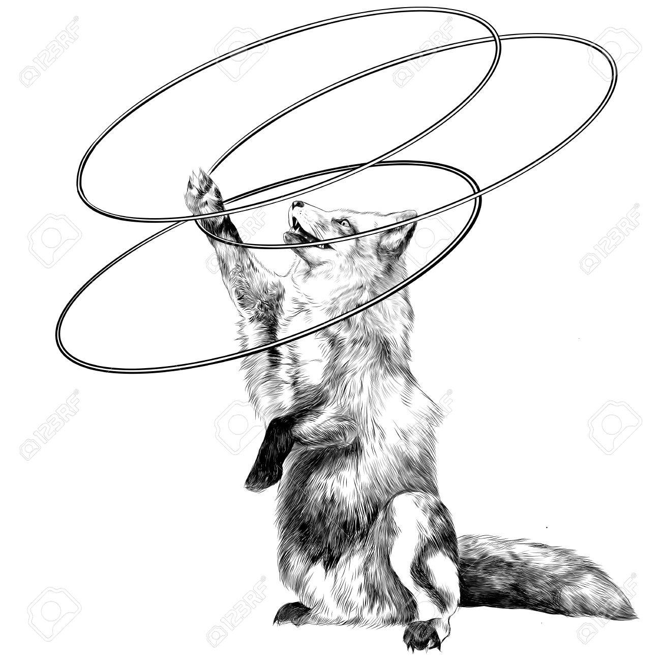 1300x1300 A Fox On Its Hind Legs At The Circus Twists Hoops Sketch Vector