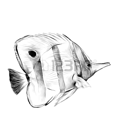 450x450 Atlantic Fish Shovel Sketch Vector Graphics Black And White