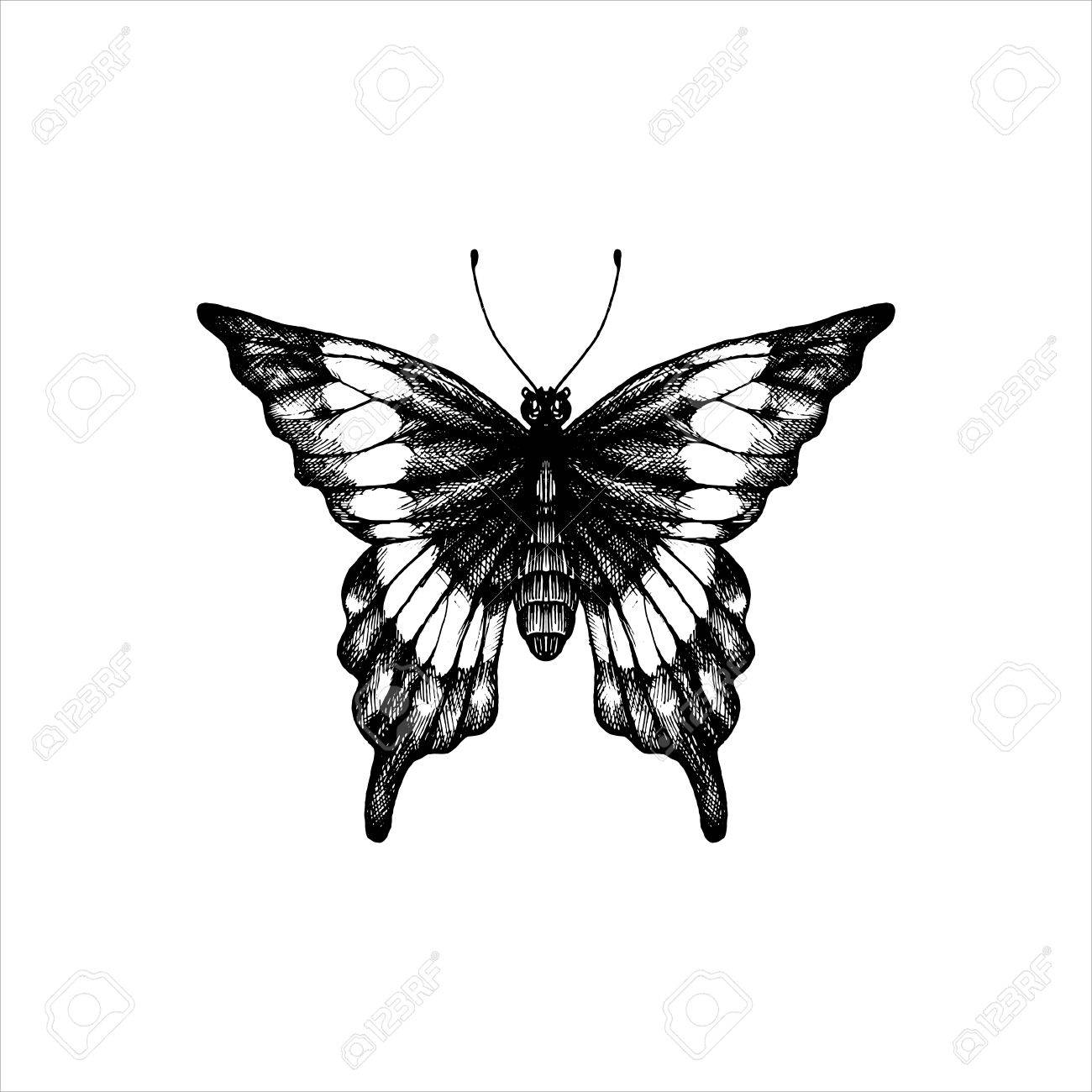 1300x1300 Line Drawing Butterfly Visio Stencil Patch Panel