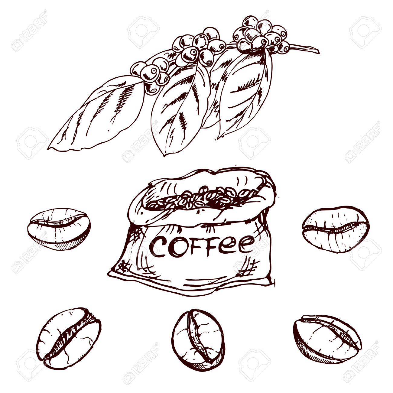 1300x1300 Hand Drawn Coffee Beans, Sketch Of Coffee Beans. Vector Drawing