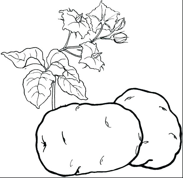 618x600 Fruit And Vegetable Coloring Pages Vegetables Coloring Pages