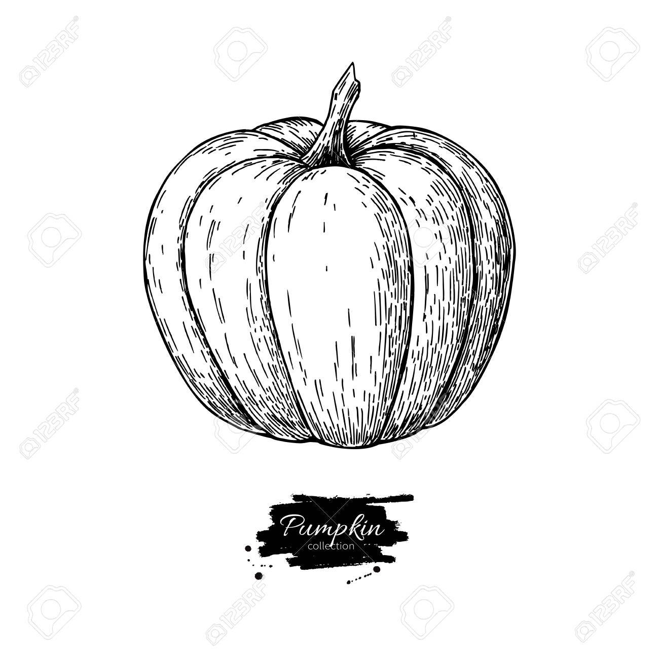 1300x1300 Pumpkin Vector Drawing. Isolated Hand Drawn Object. Vegetable