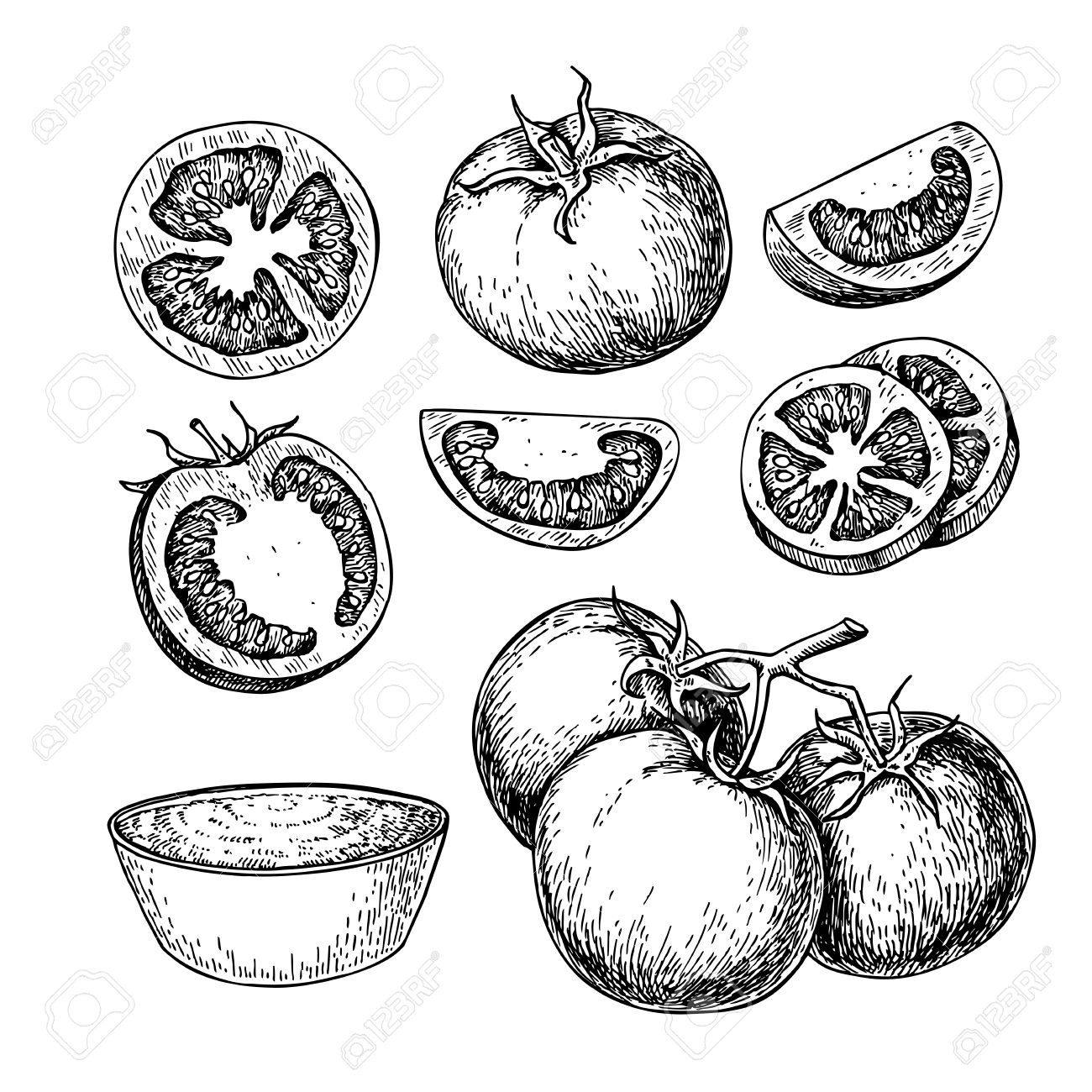 1300x1300 Tomato Vector Drawing Set. Isolated Tomato, Sliced Piece