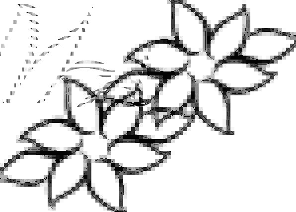 596x427 Flowers, Plants, Landscapes, Nature, Drawing, Sketch, Blossoms