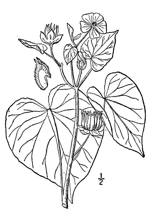 600x900 Large Line Drawing Of Abutilon Abutilon Vegetables